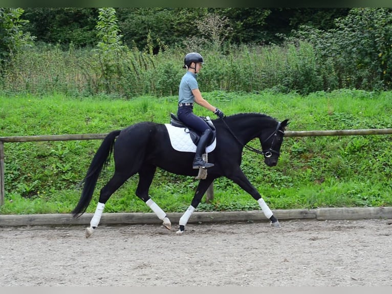 Hannoveraner Stute 5 Jahre 166 cm Schwarzbrauner in Wellheim