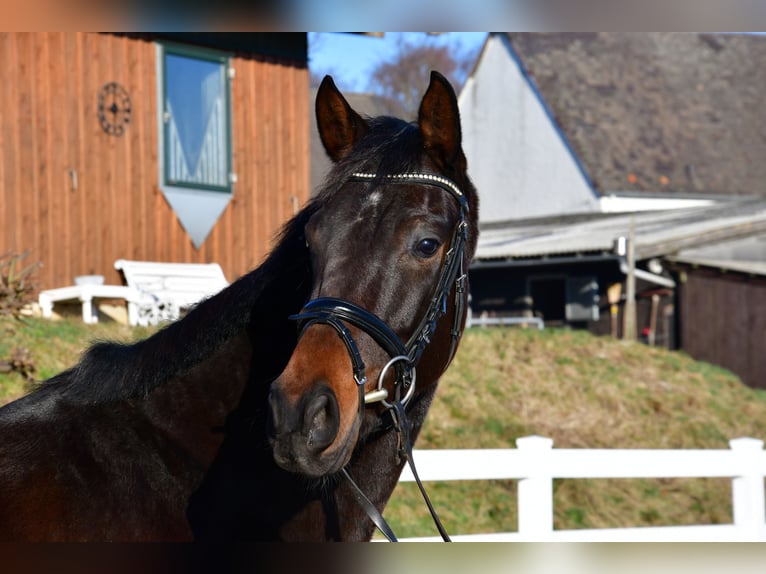 Hannoveraner Stute 5 Jahre 166 cm Schwarzbrauner in Sprockhövel