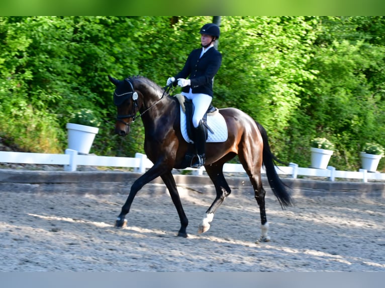 Hannoveraner Stute 5 Jahre 166 cm Schwarzbrauner in Sprockhövel