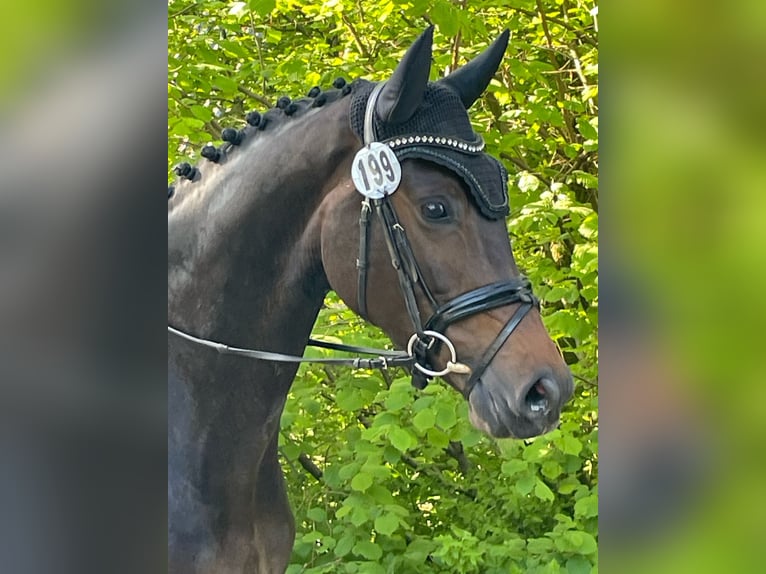 Hannoveraner Stute 5 Jahre 166 cm Schwarzbrauner in Sprockhövel