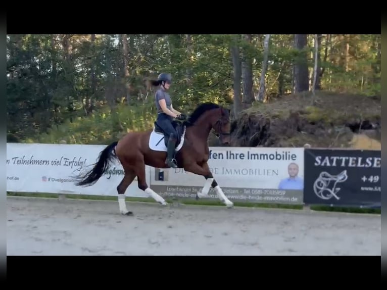 Hannoveraner Stute 5 Jahre 167 cm Brauner in Bispingen