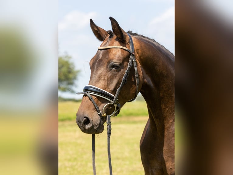 Hannoveraner Stute 5 Jahre 167 cm Brauner in Kladrum