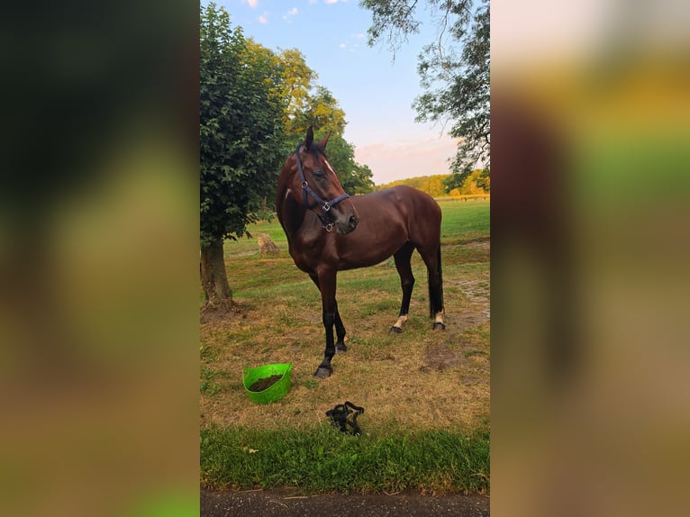 Hannoveraner Stute 5 Jahre 167 cm Brauner in Schermbeck