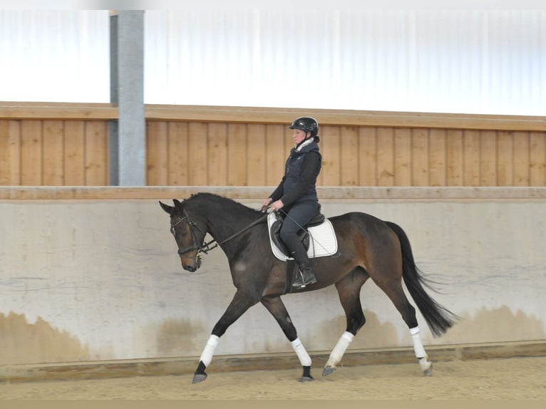 Hannoveraner Stute 5 Jahre 167 cm Brauner in Wellheim