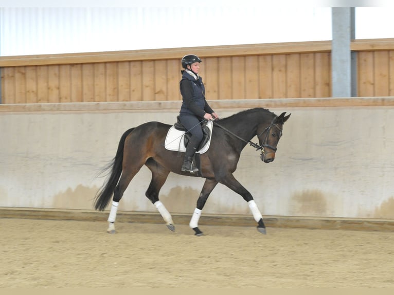 Hannoveraner Stute 5 Jahre 167 cm Brauner in Wellheim