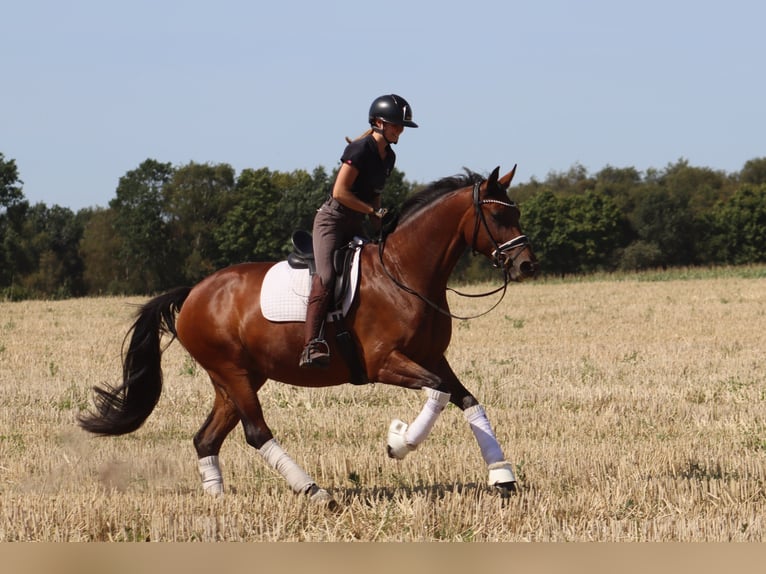 Hannoveraner Stute 5 Jahre 167 cm Brauner in Reeßum