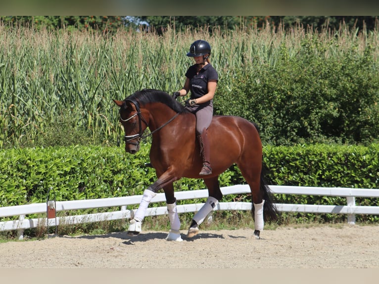 Hannoveraner Stute 5 Jahre 167 cm Brauner in Reeßum