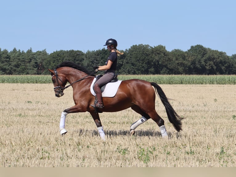 Hannoveraner Stute 5 Jahre 167 cm Brauner in Reeßum