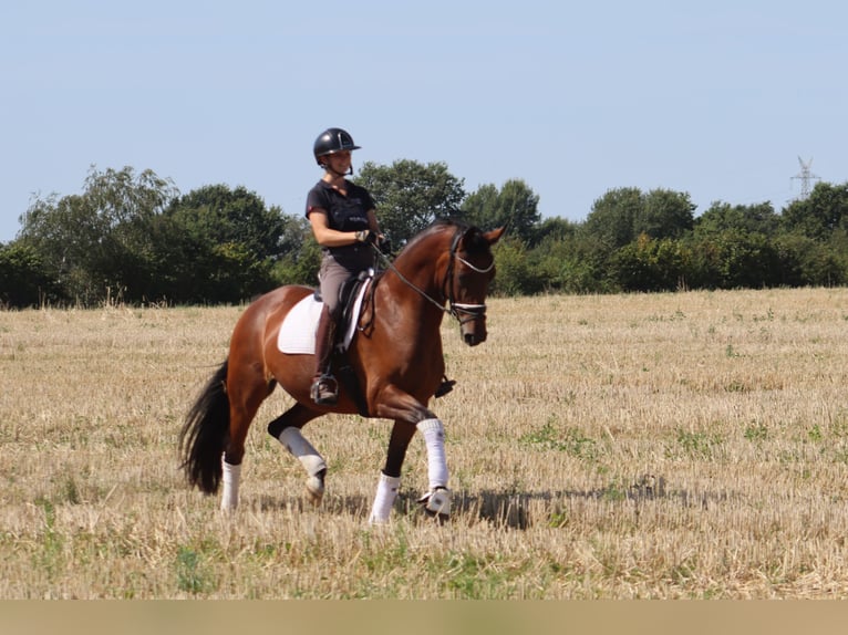 Hannoveraner Stute 5 Jahre 167 cm Brauner in Reeßum