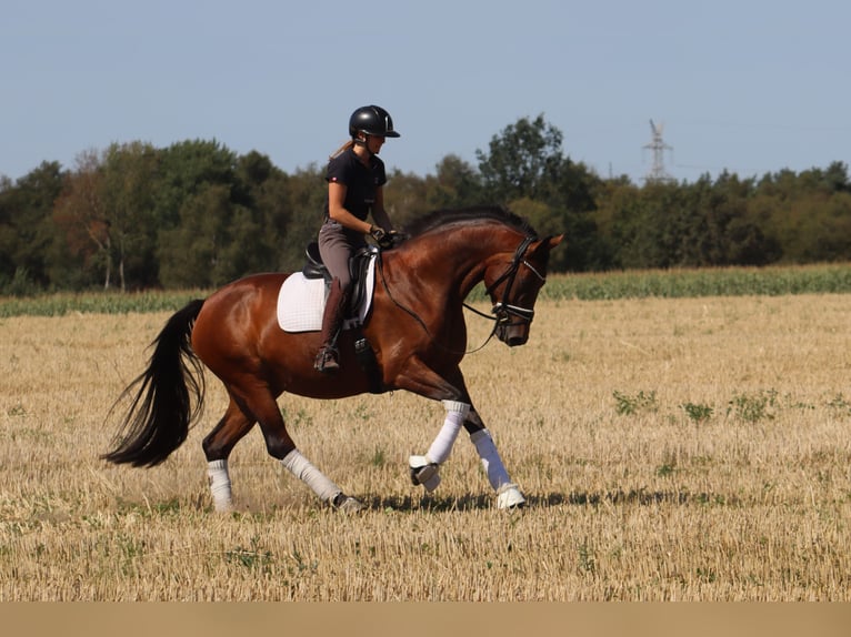 Hannoveraner Stute 5 Jahre 167 cm Brauner in Reeßum