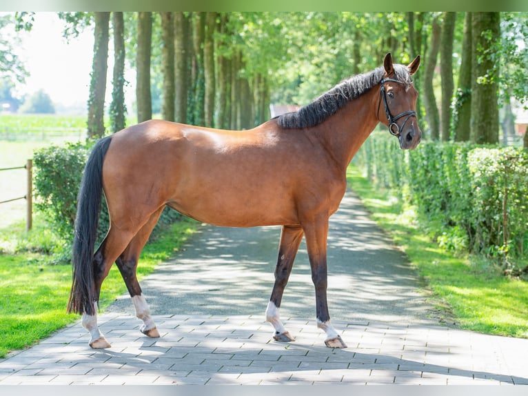 Hannoveraner Stute 5 Jahre 167 cm Brauner in Voltlage