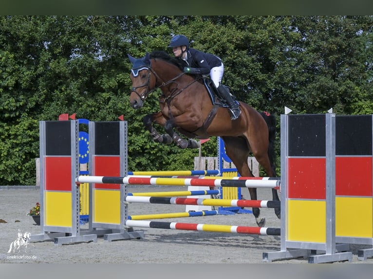 Hannoveraner Stute 5 Jahre 167 cm Brauner in Allershausen