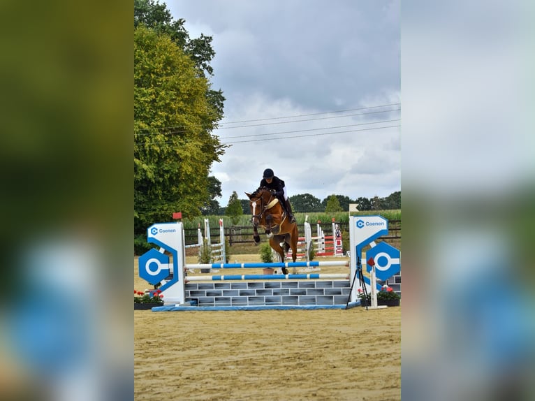 Hannoveraner Stute 5 Jahre 167 cm Brauner in Neunkirchen