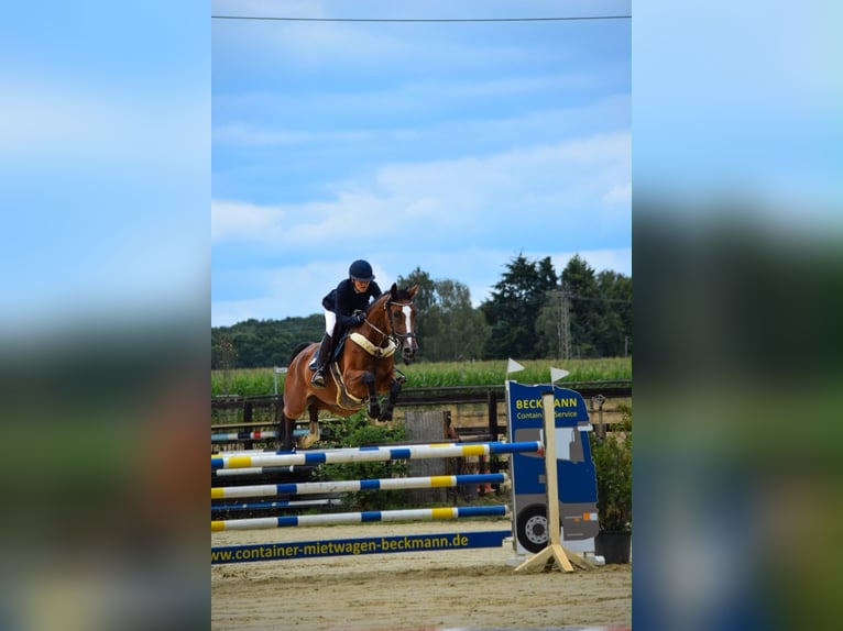 Hannoveraner Stute 5 Jahre 167 cm Brauner in Neunkirchen