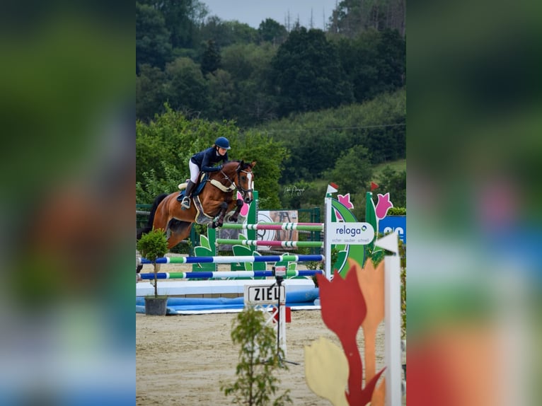 Hannoveraner Stute 5 Jahre 167 cm Brauner in Neunkirchen