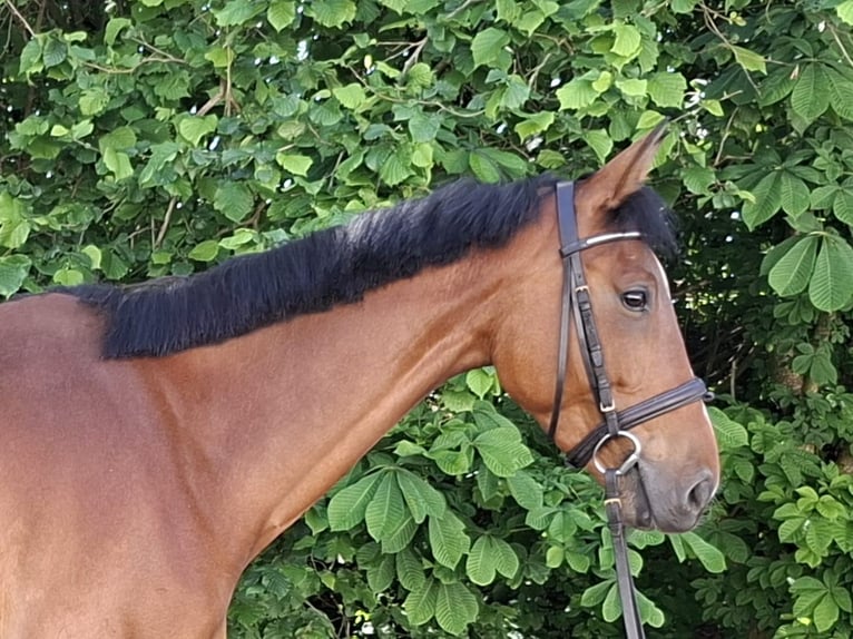 Hannoveraner Stute 5 Jahre 167 cm Brauner in Geisenfeld