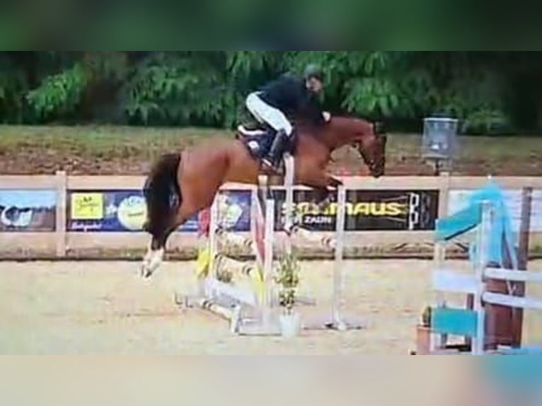Hannoveraner Stute 5 Jahre 167 cm Brauner in Geisenfeld