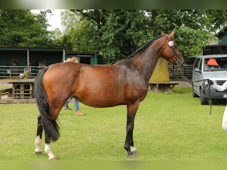 Hannoveraner Stute 5 Jahre 167 cm Brauner in Garbek