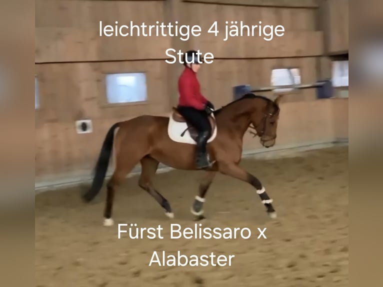 Hannoveraner Stute 5 Jahre 167 cm in Schömberg