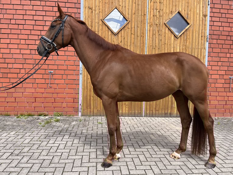 Hannoveraner Stute 5 Jahre 167 cm Dunkelfuchs in Bliedersdorf