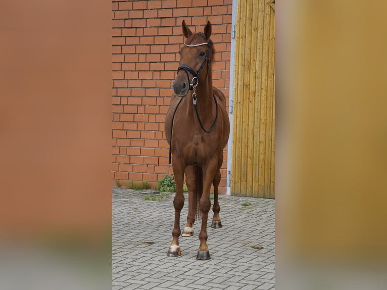 Hannoveraner Stute 5 Jahre 167 cm Dunkelfuchs in Bliedersdorf