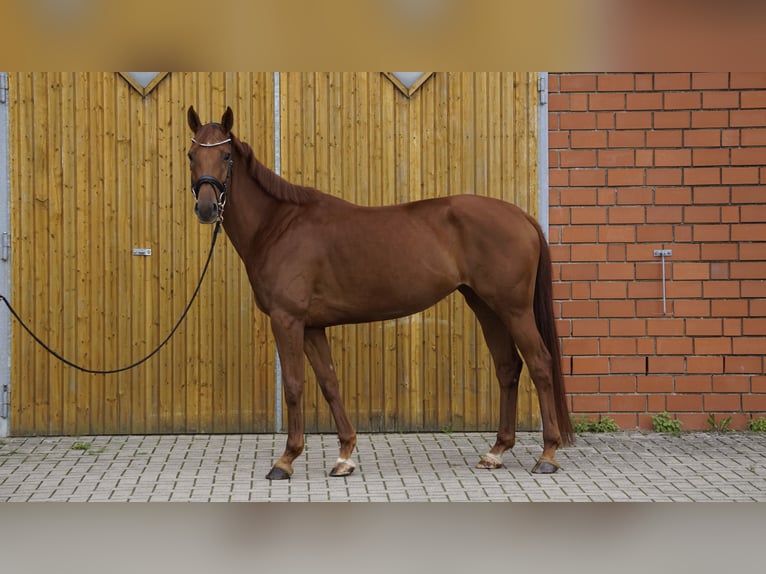 Hannoveraner Stute 5 Jahre 167 cm Dunkelfuchs in Bliedersdorf