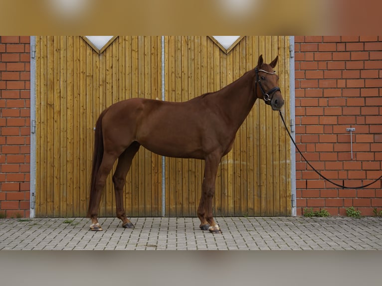 Hannoveraner Stute 5 Jahre 167 cm Dunkelfuchs in Bliedersdorf