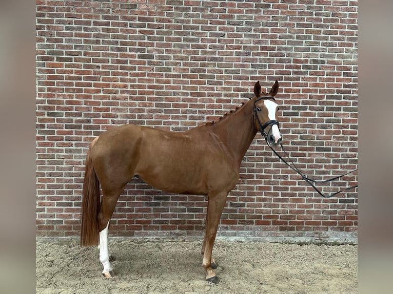 Hannoveraner Stute 5 Jahre 167 cm Fuchs in GROTE-BROGEL