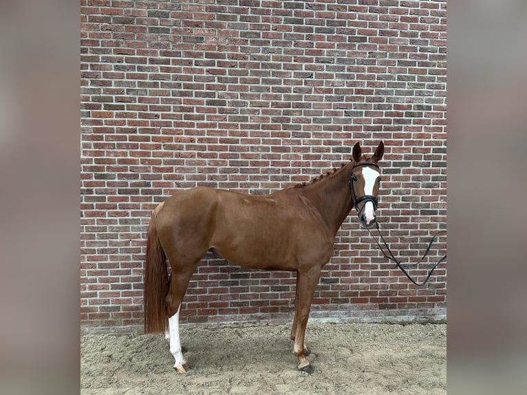 Hannoveraner Stute 5 Jahre 167 cm Fuchs in GROTE-BROGEL