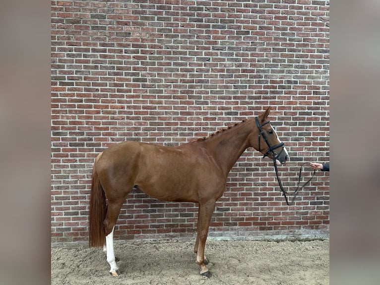 Hannoveraner Stute 5 Jahre 167 cm Fuchs in GROTE-BROGEL