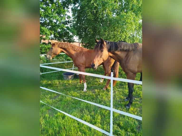 Hannoveraner Stute 5 Jahre 167 cm Fuchs in Langelsheim