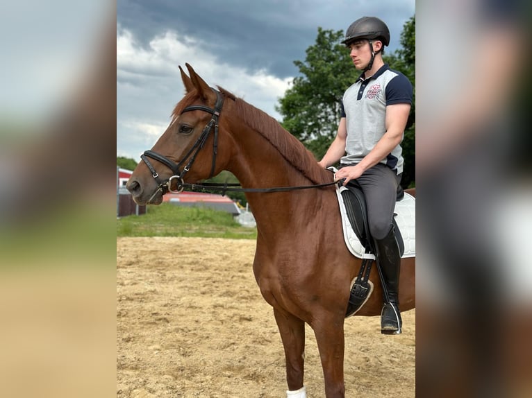 Hannoveraner Stute 5 Jahre 167 cm Fuchs in Langelsheim