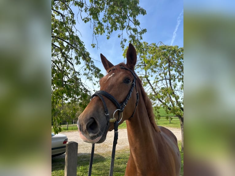 Hannoveraner Stute 5 Jahre 167 cm Fuchs in Einbeck