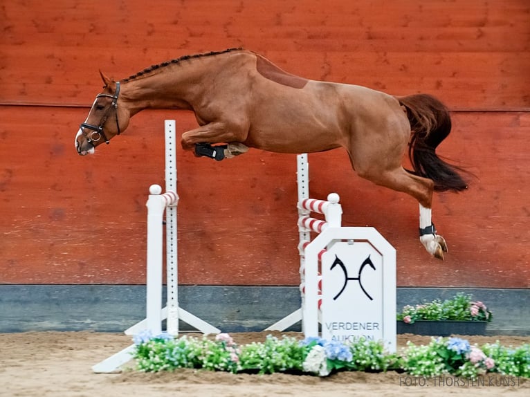Hannoveraner Stute 5 Jahre 167 cm Fuchs in Verden