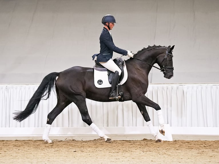 Hannoveraner Stute 5 Jahre 167 cm Rappe in Verden