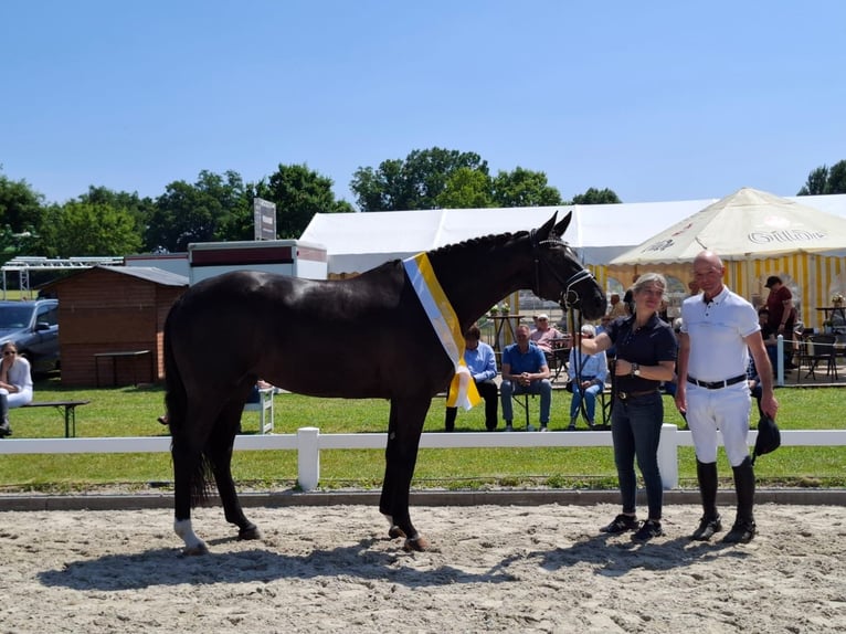 Hannoveraner Stute 5 Jahre 167 cm Rappe in Römstedt
