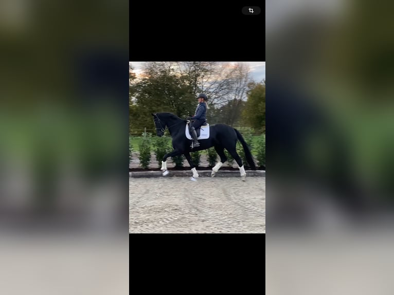Hannoveraner Stute 5 Jahre 167 cm Rappe in GrevenGreven Hannoveraner Stute 5 Jahre 167 cm Rappe in GrevenGreven