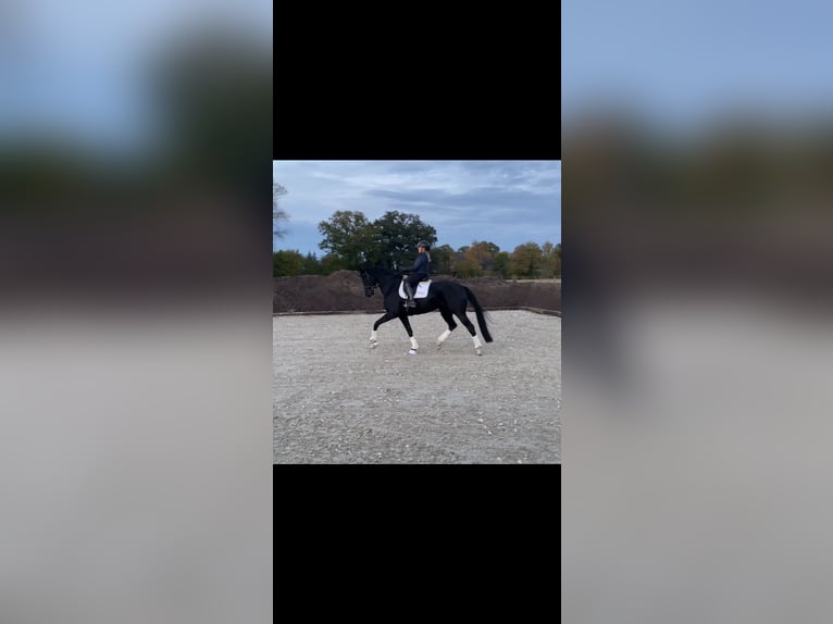 Hannoveraner Stute 5 Jahre 167 cm Rappe in GrevenGreven Hannoveraner Stute 5 Jahre 167 cm Rappe in GrevenGreven