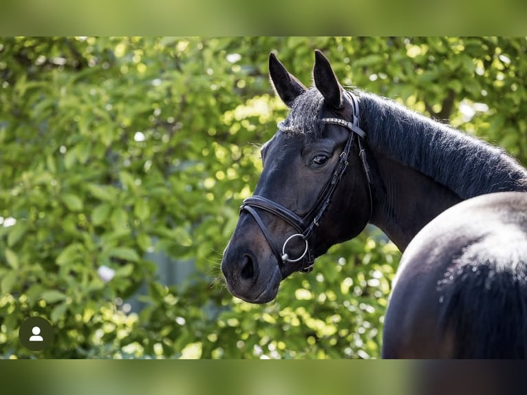 Hannoveraner Stute 5 Jahre 167 cm Rappe in Ohrensen
