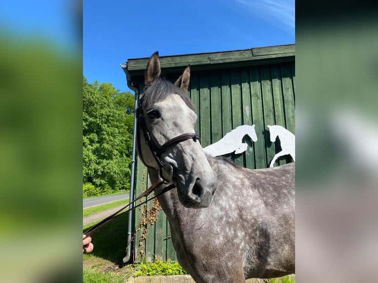 Hannoveraner Stute 5 Jahre 167 cm Schimmel in B&#xF6;tersen