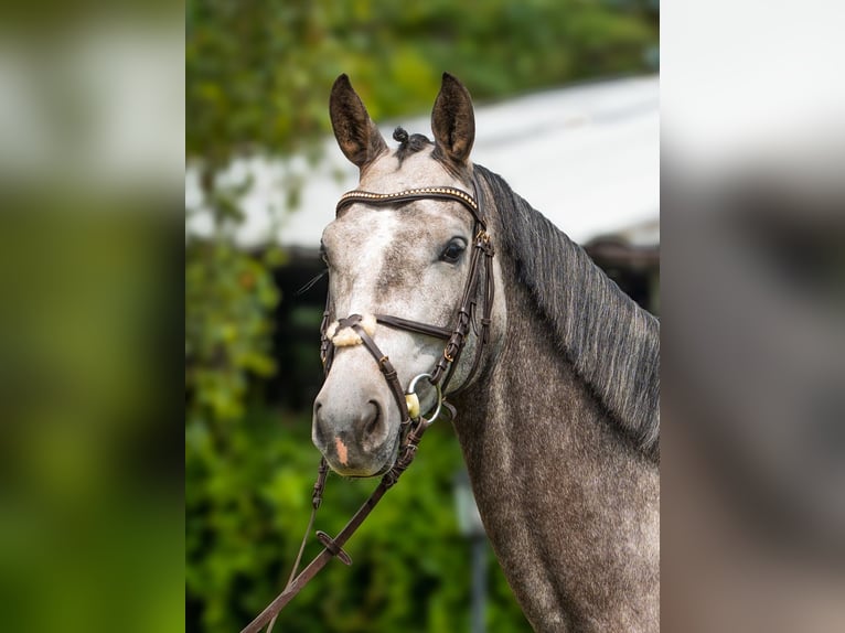 Hannoveraner Stute 5 Jahre 167 cm Schimmel in Stryków