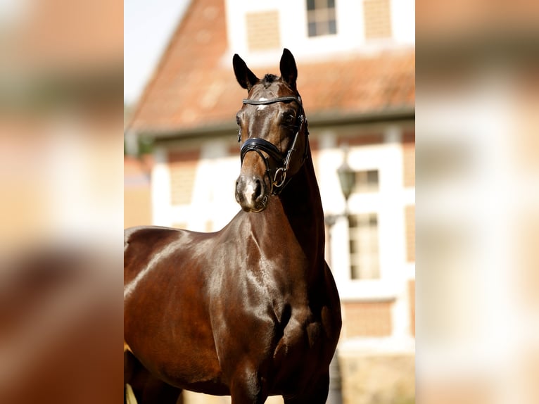 Hannoveraner Stute 5 Jahre 167 cm Schwarzbrauner in Walsrode