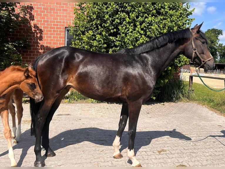 Hannoveraner Stute 5 Jahre 167 cm Schwarzbrauner in Telgte