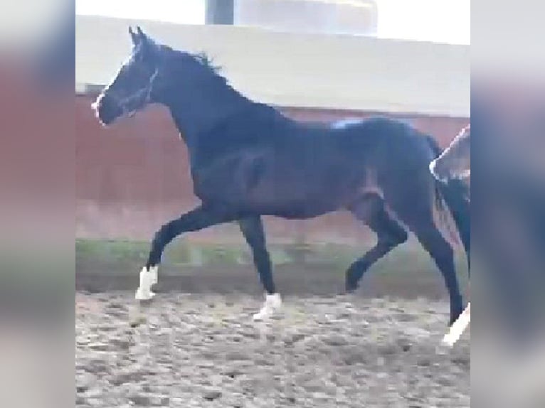 Hannoveraner Stute 5 Jahre 167 cm Schwarzbrauner in Telgte