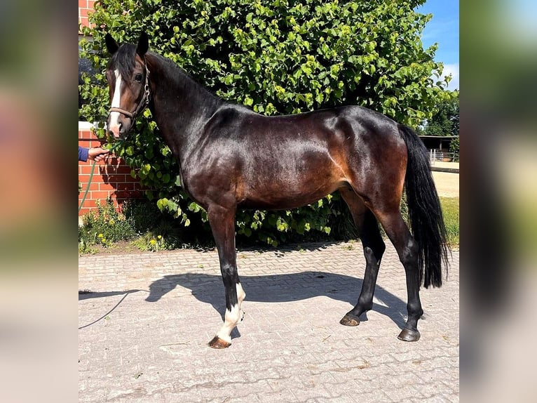 Hannoveraner Stute 5 Jahre 167 cm Schwarzbrauner in Telgte