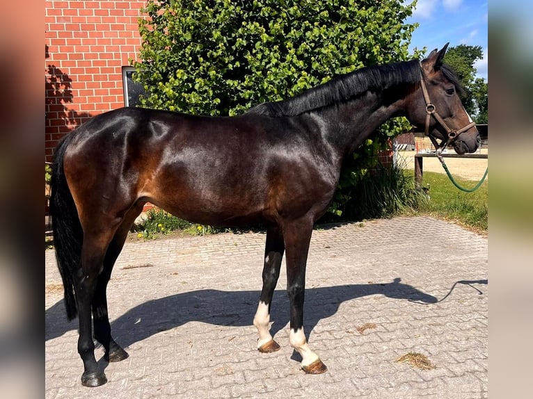 Hannoveraner Stute 5 Jahre 167 cm Schwarzbrauner in Telgte