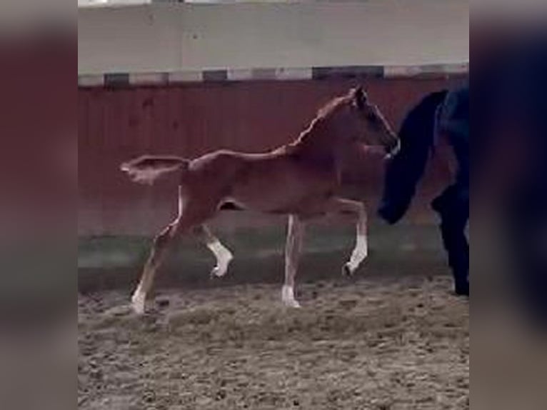 Hannoveraner Stute 5 Jahre 167 cm Schwarzbrauner in Telgte