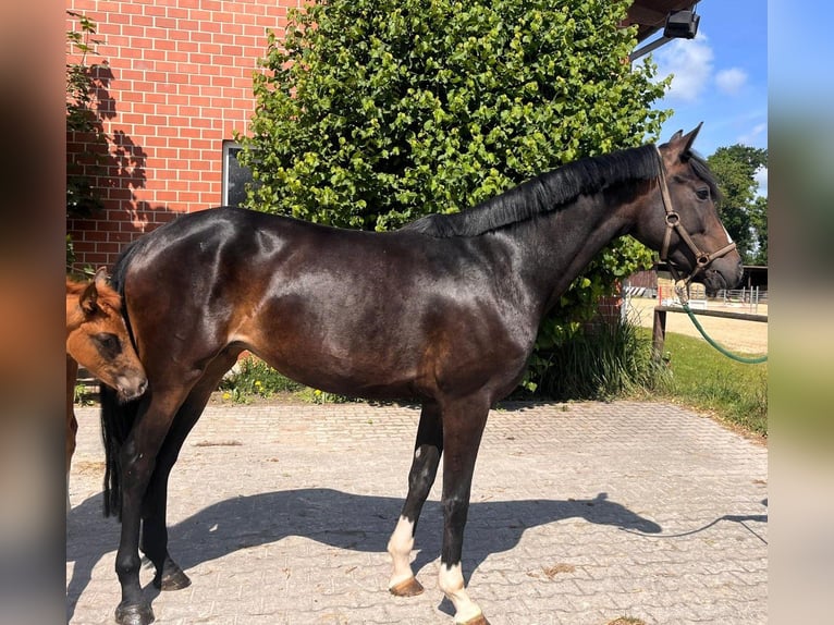 Hannoveraner Stute 5 Jahre 167 cm Schwarzbrauner in Telgte