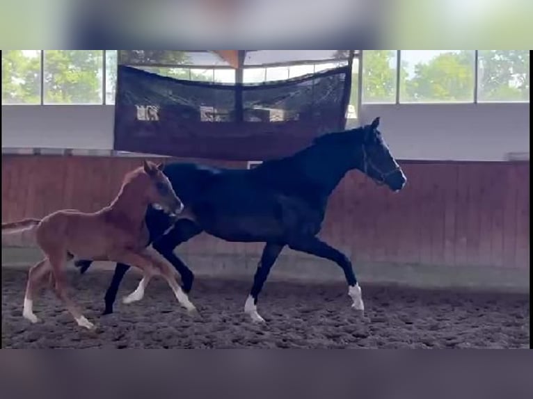 Hannoveraner Stute 5 Jahre 167 cm Schwarzbrauner in Telgte