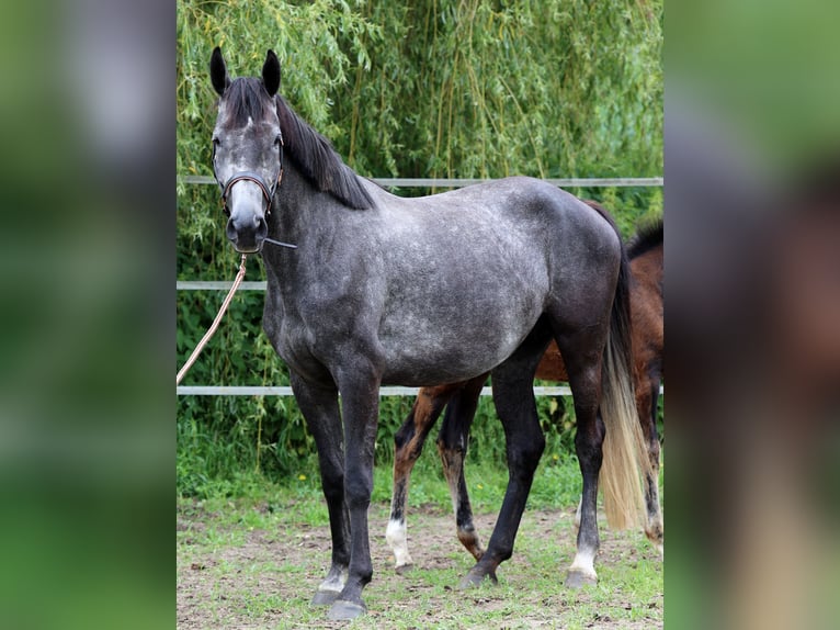 Hannoveraner Stute 5 Jahre 168 cm Apfelschimmel in Dentlein am Forst